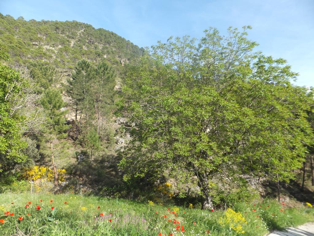 La Limonera Pension Riópar Buitenkant foto